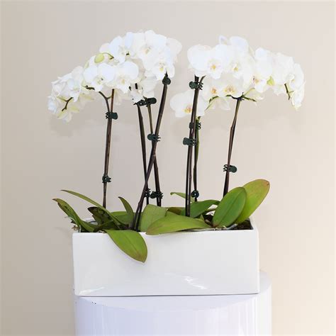potted orchids for delivery.